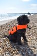 Totland Dog Vest - Pet Buoyancy Aid